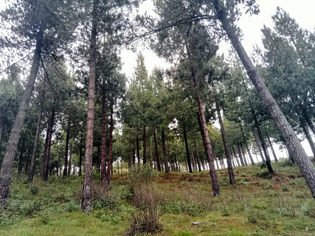 Plantación de pinos manejada de forma responsable