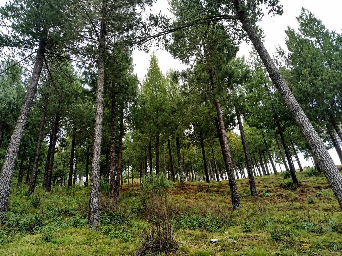 Plantación forestal de pinos